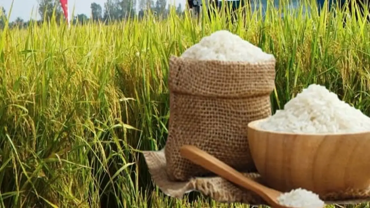 قفزة حادة في أسعار تصدير الأرز تثير مخاوف الأسواق العالمية خلال الفترة الحالية